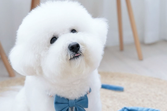 @bichon_whitewhite