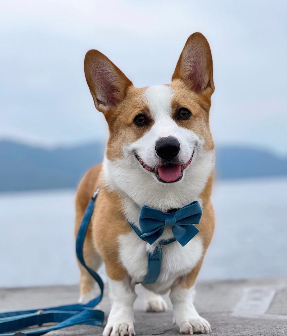 Blue Velvet Harness